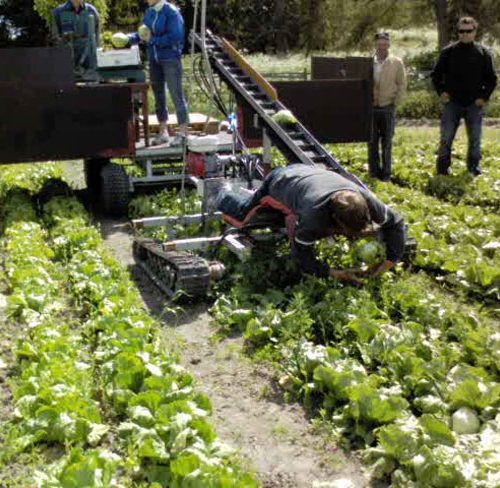 drangen-isbergssallad-650px drangen-isbergssallad-650px