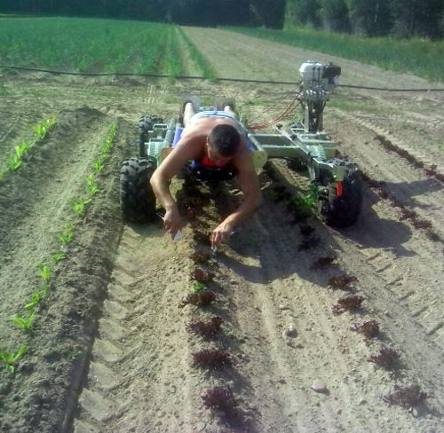 drangen-plantering-650px drangen-plantering-650px